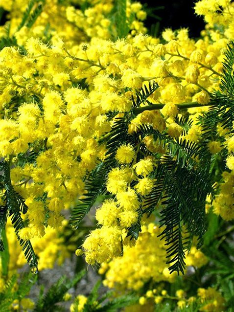 Trabalho sobre a Acácia Amarela de Luiz Gonzaga