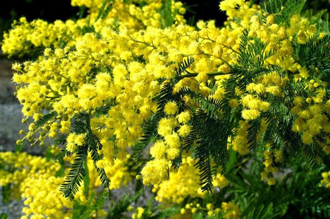 Trabalho sobre a Acácia Amarela de Luiz Gonzaga